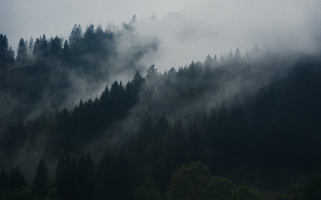 Foggy pine forest on a hillside with dense mist drifting through the trees.